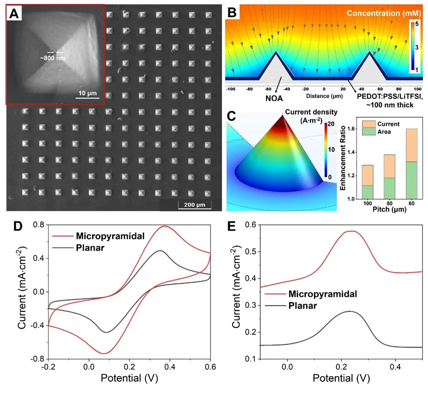 SEM and diffusion simulation of PEDOT:PSS coated micropyramid electrode array